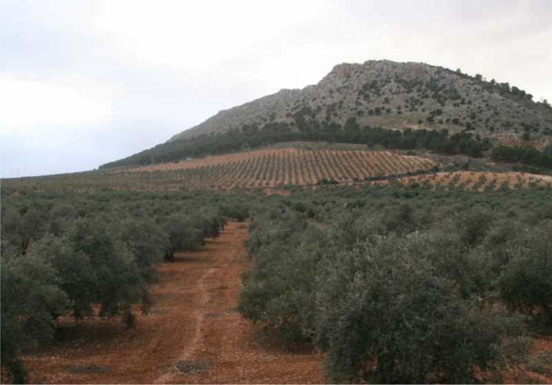 olivares