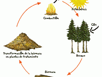 ciclobiomasa