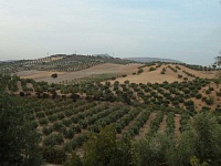 olivar