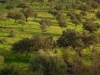 DEHESAS DE SIERRA MORENA