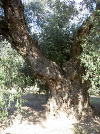 El paisaje de Órgiva